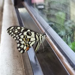 Close-up of butterfly on window