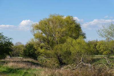 Trees growing on field against sky