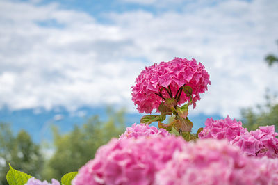 Close-up of pink flowering plant