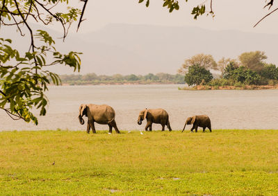 Horses on field against sky