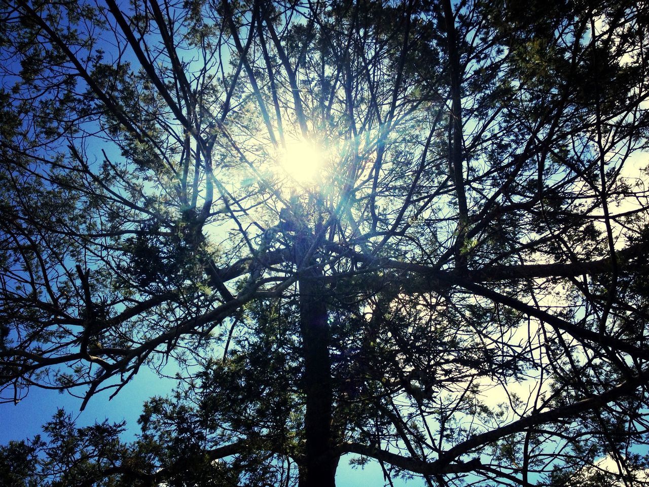 tree, low angle view, sun, branch, sunbeam, sunlight, tranquility, growth, nature, lens flare, beauty in nature, sky, silhouette, back lit, scenics, tree trunk, day, sunny, tranquil scene, bright