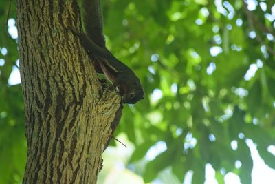 Close-up of squirrel on tree trunk