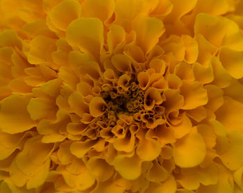 Full frame shot of yellow flowering plant