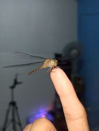 Close-up of hand holding insect