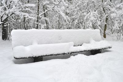 Snow covered trees on field