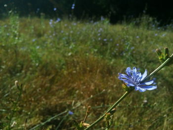 Close-up of purple flower