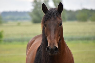 Close-up of an spanish horse in direct view standing on field