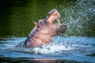 Man splashing water in lake