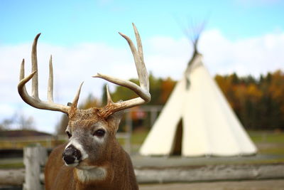 Close-up of white-tailed deer