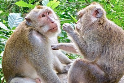 Close-up of monkey sitting