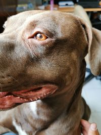 Close-up portrait of dog