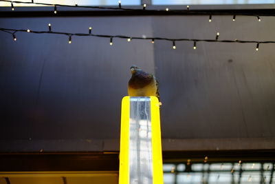 Bird perching on illuminated light at night