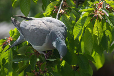 Close-up of bird perching on a plant