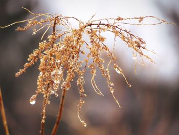 Close-up of wilted plant