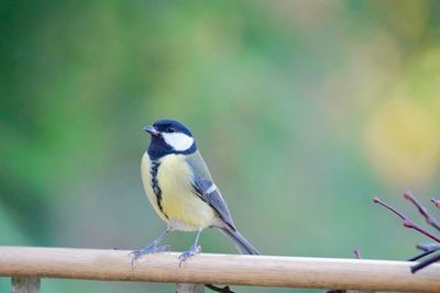 Close-up of bluetit perching on railing