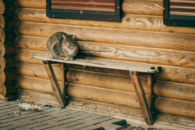 Cat sitting on chair