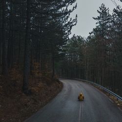 Rear view of man sitting on road amidst trees in forest