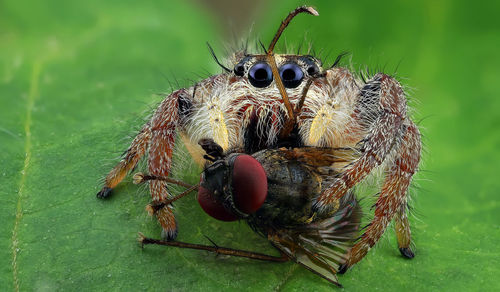 Close-up of spider with insect on leaf