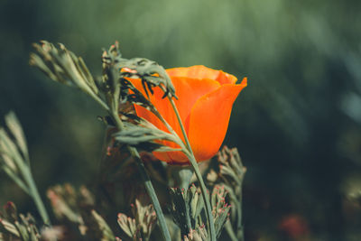 Close-up of orange flower