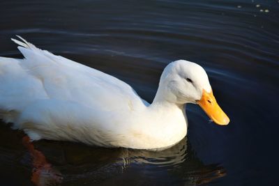 Close-up of swan swimming in lake