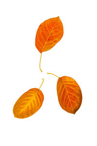 Close-up of autumn leaves on white background