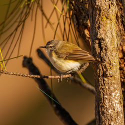 Close-up of bird perching on tree