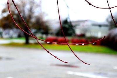 Close-up of plant against blurred background