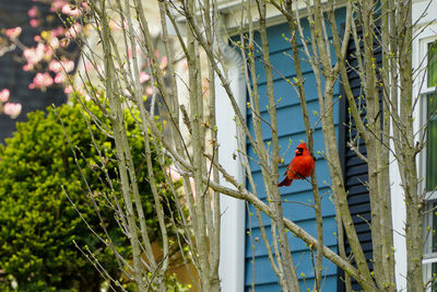 Red male cardinal perching in a shrub infront of house