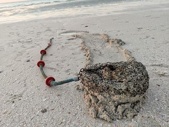 High angle view of starfish on beach