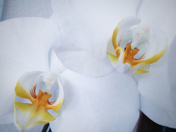 Close-up of white orchids