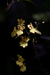 Close-up of flowers on tree