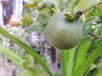 Close-up of fruits hanging on tree