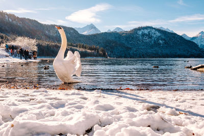 Swan swimming on lake against sky