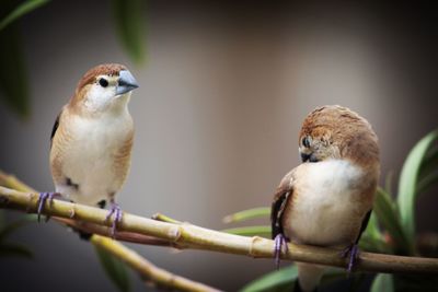 Close-up of birds perching on branch