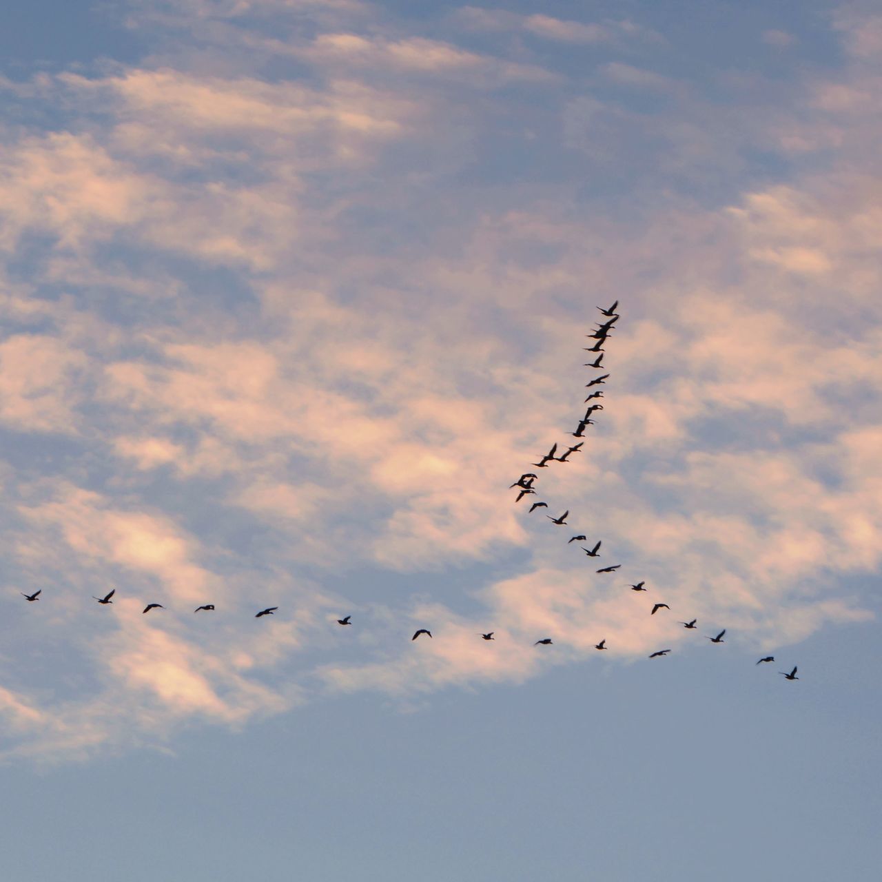 LOW ANGLE VIEW OF BIRDS FLYING