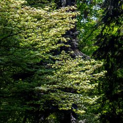 Trees growing in forest