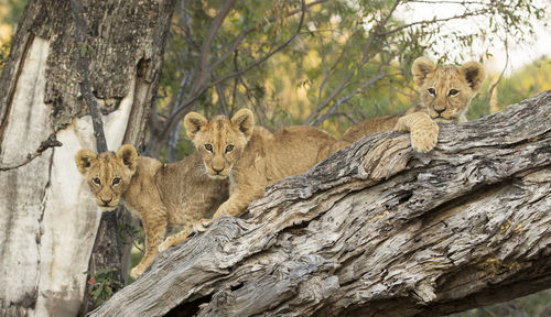 Portrait of wild animal  on a tree