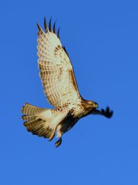 Low angle view of eagle flying against clear sky