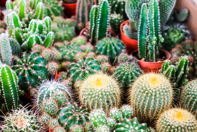 High angle view of succulent plants in pot