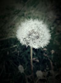 Close-up of dandelion flower