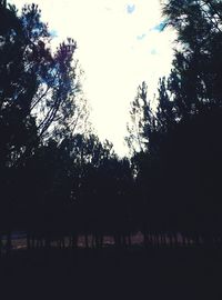 Silhouette trees against sky during sunset