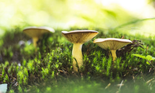 Group of mushrooms from russula family growing on moss in forest