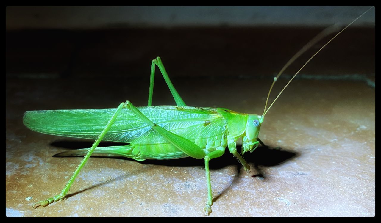 CLOSE-UP OF GREEN INSECT