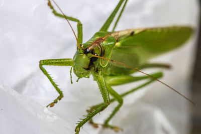 Close-up of insect on leaf