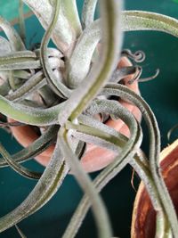 Close-up of potted plant