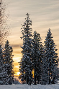 Trees on snow covered landscape