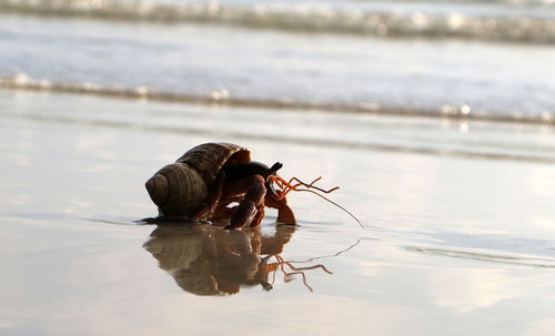 View of crab on beach