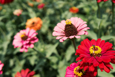 Close-up of pink cosmos flowers
