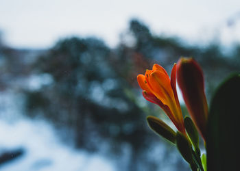 Close-up of red flower by window