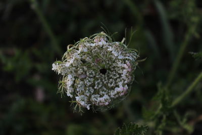 Close-up of flower against blurred background